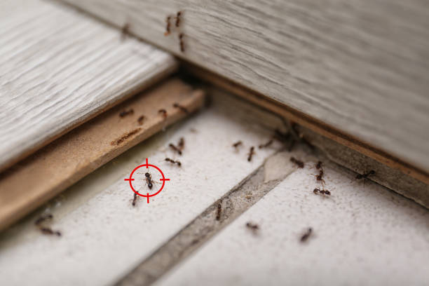 Best Bed Bug Extermination  in Montpelier, ID